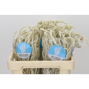 Amaranthus Yearming Desert