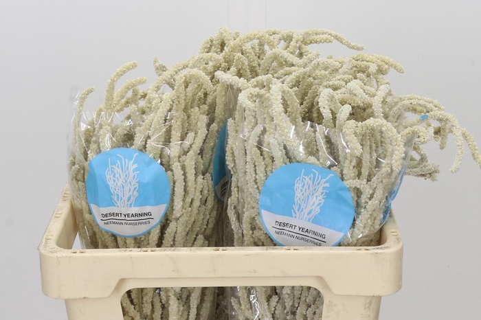 <h4>Amaranthus Yearming Desert</h4>