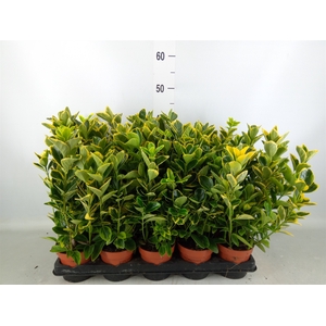 Euonymus japon. 'Aureus'