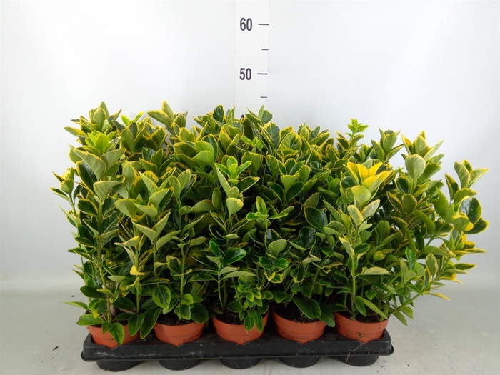 <h4>Euonymus japon. 'Aureus'</h4>