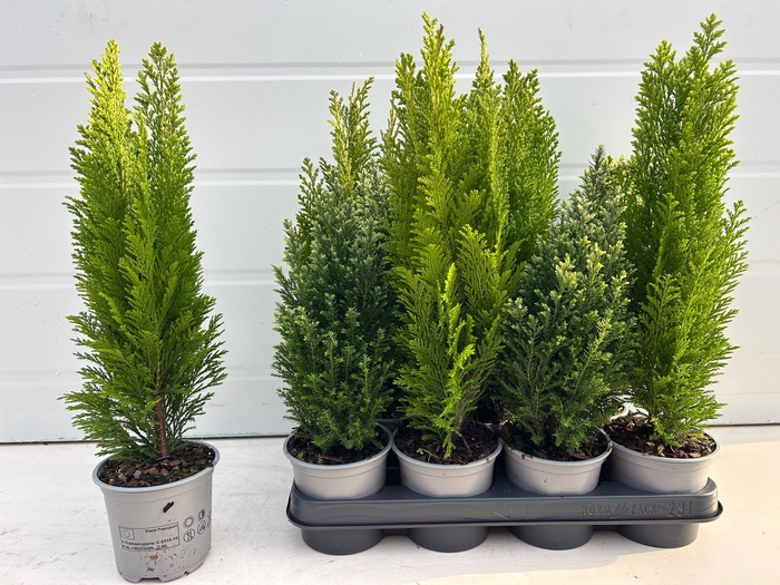 <h4>CONIFEREN GEM</h4>