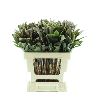 Drac Compacta Caramel