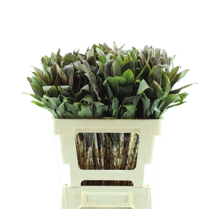 <h4>Drac Compacta Caramel</h4>