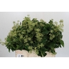 Hedera Bundle