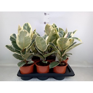 Ficus elastica 'Tineke'
