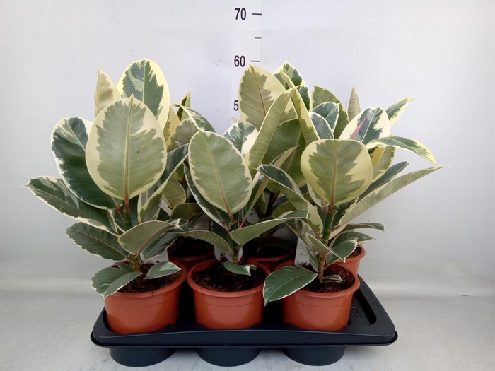 <h4>Ficus elastica 'Tineke'</h4>