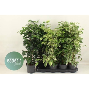 Ficus Ben. mixed 14Ø 60cm 3pp