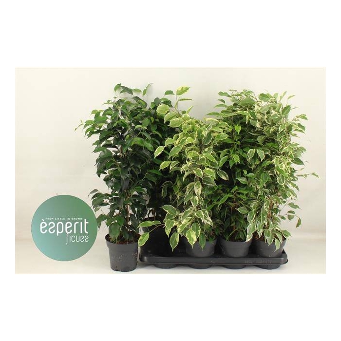 <h4>Ficus Ben. mixed 14Ø 60cm 3pp</h4>