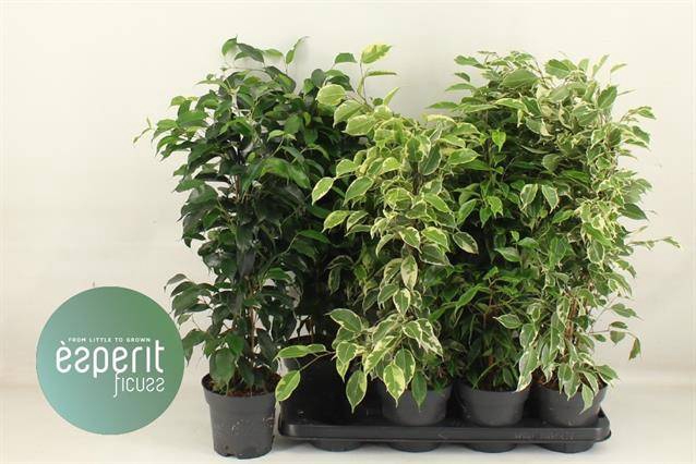 Ficus Ben. mixed 14Ø 60cm 3pp