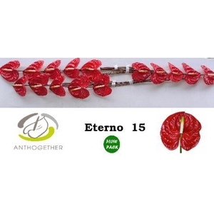 Anthurium Eterno