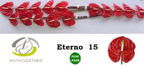<h4>Anth A Eterno 7 cm X15 Flow Pack Oosterzon</h4>