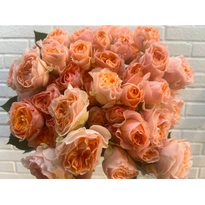 Rosa Spray Garden Villadry