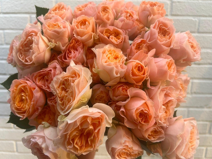 <h4>Rosa Spray Garden Villadry</h4>