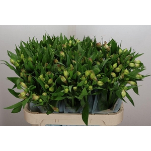 Alstroemeria  'Layla'