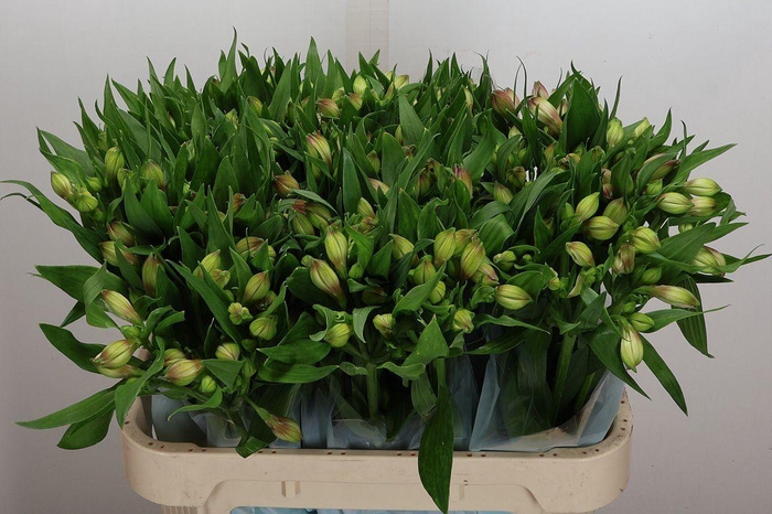<h4>Alstroemeria  'Layla'</h4>