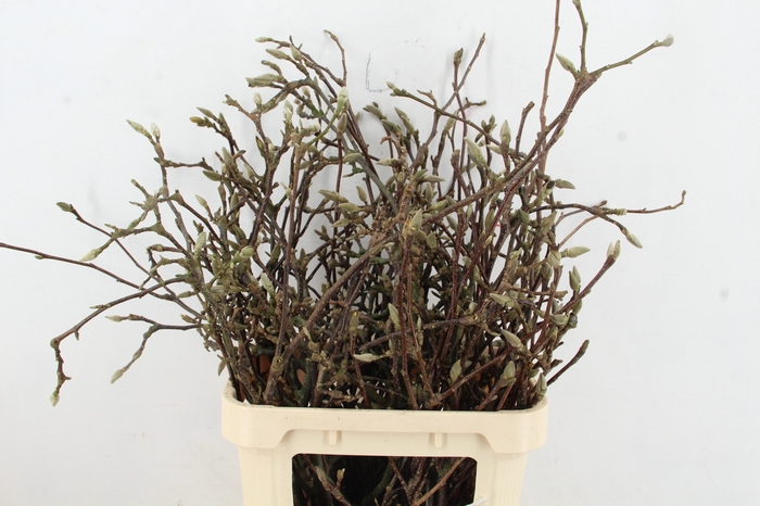 MAGNOLIA GRANDIFLORA X30