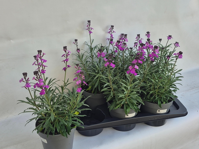 <h4>ERYS BOWLES MAUVE</h4>