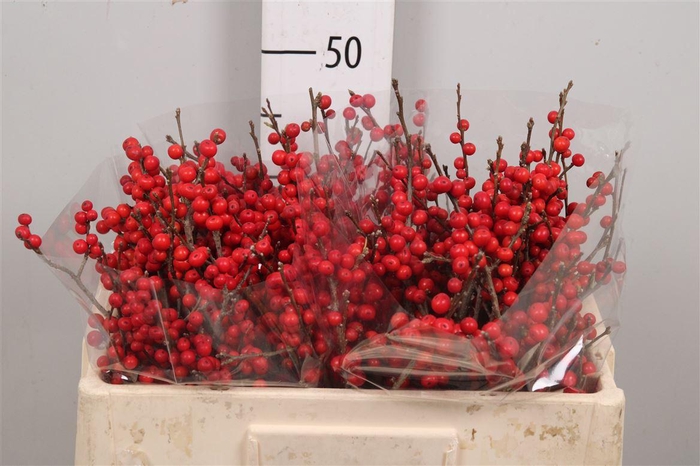 <h4>Ilex Ve Rode Bes</h4>