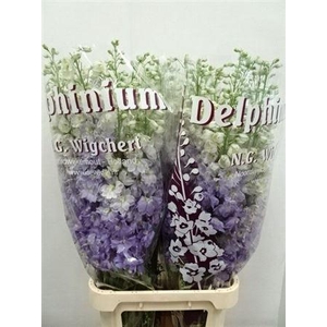 DELPH EL DEWI IMPRESSIVE MILKA