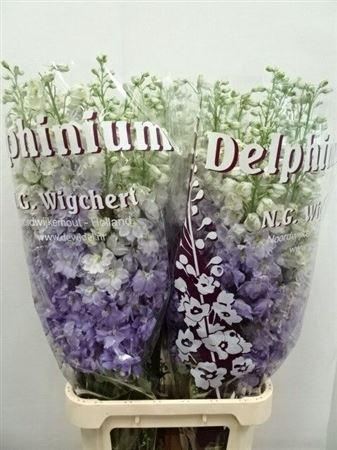 <h4>DELPH EL DEWI IMPRESSIVE MILKA</h4>