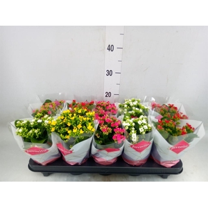 Kalanchoe blos.   ..mix 5
