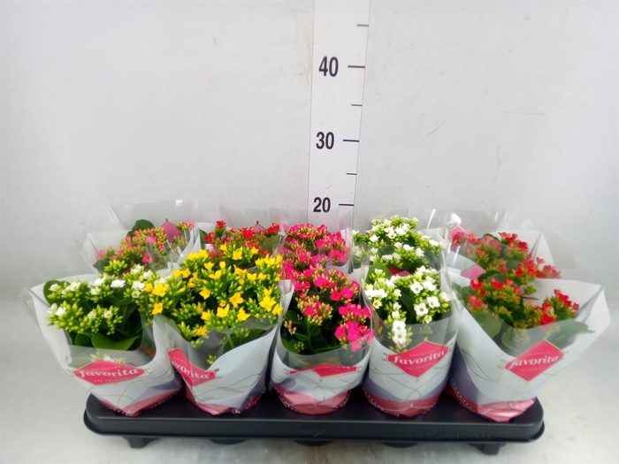 <h4>Kalanchoe blos.   ..mix 5</h4>