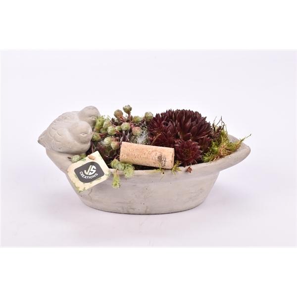 <h4>Arrangementen Sempervivum 6%</h4>