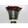 Dianthus St Zurigo