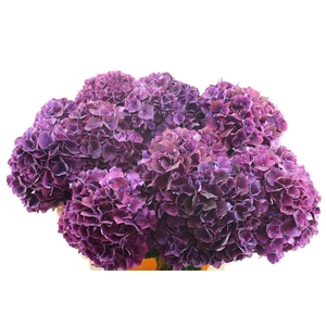 Hydr M Ruby Aubergine 80-22