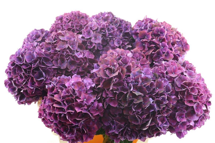 <h4>Hydr M Ruby Aubergine 80-22</h4>