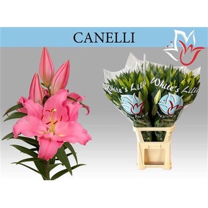 Li Or Canelli 5+