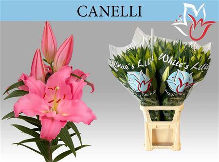 <h4>Li Or Canelli 5+</h4>