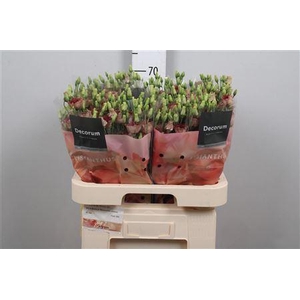 Eus E Bohemian Choco