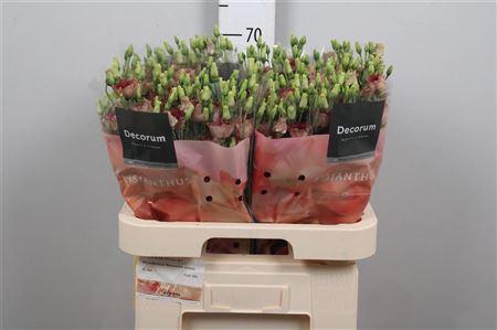 <h4>Eus E Bohemian Choco</h4>