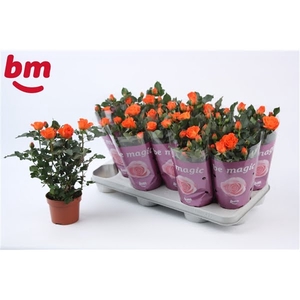 Rosa Orange Jewel Beau Monde (10,5 cm)