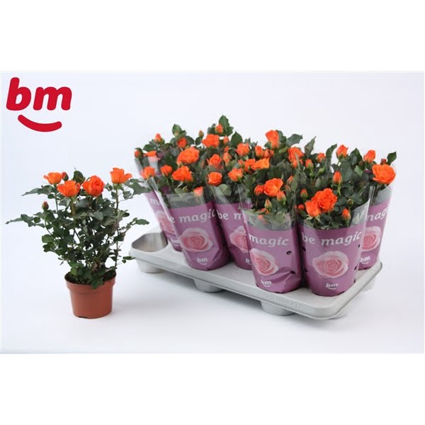 <h4>Rosa Orange Jewel Beau Monde (10,5 cm)</h4>