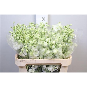 Delph Du Centu White