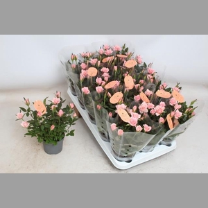 RO ROSAROMA PINK
