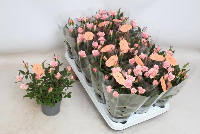 <h4>RO ROSAROMA PINK</h4>