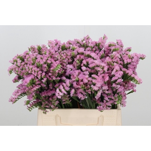 Limonium Sinuatum Sky Wings