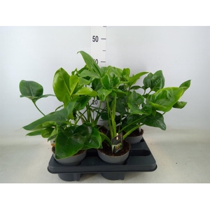 Philodendron  'Fun Bun'