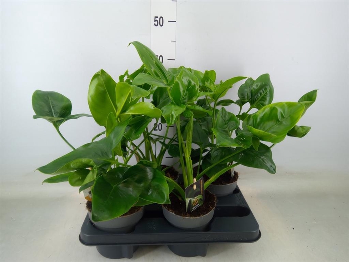 <h4>Philodendron  'Fun Bun'</h4>