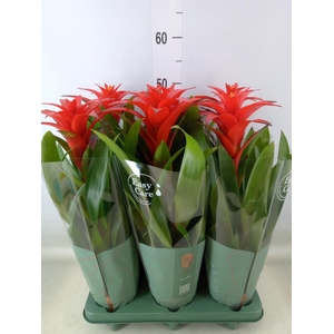 Guzmania  'Calypso'