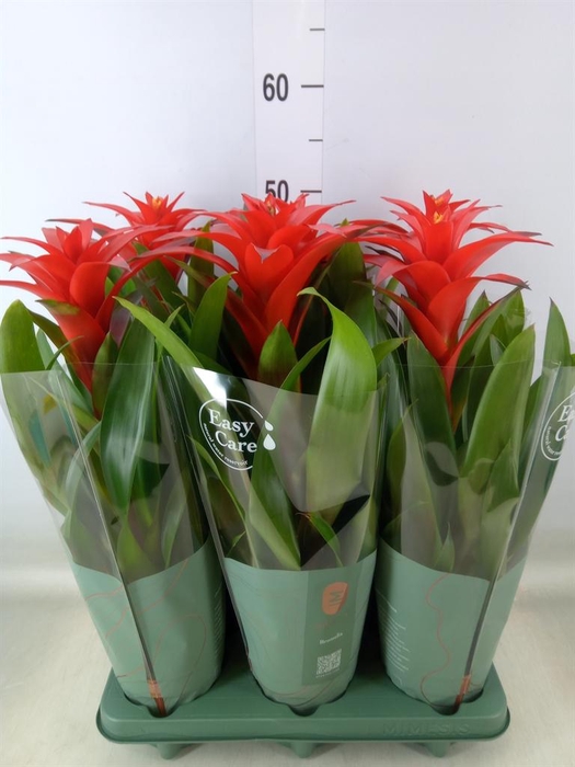 <h4>Guzmania  'Calypso'</h4>