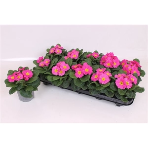 Primula Acaulis P10.5 - Pink