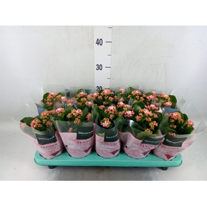Kalanchoe blos. 'Serenity Softpink'