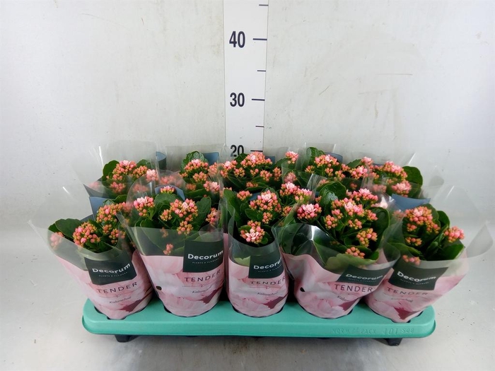 <h4>Kalanchoe blos. 'Serenity Softpink'</h4>