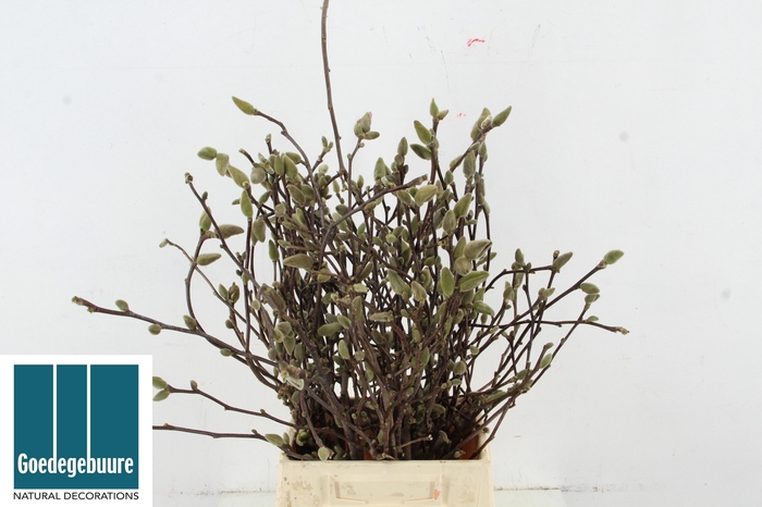 <h4>MAGNOLIA OV</h4>