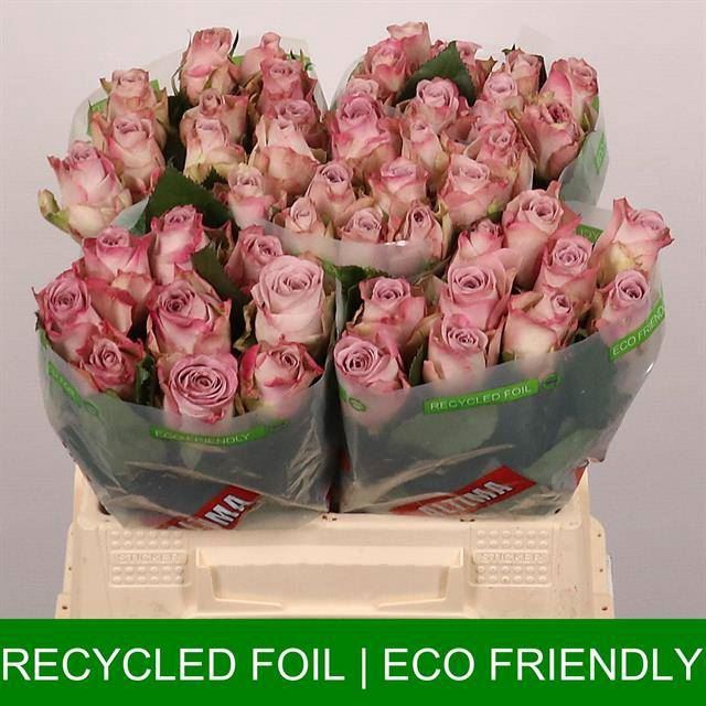 <h4>ROSA GR 'MEMORY LANE'</h4>