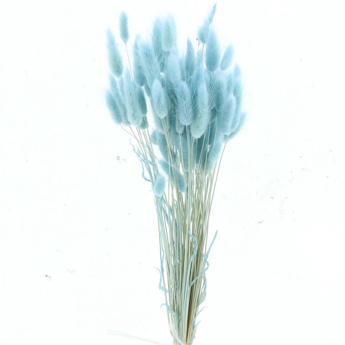 <h4>Dried Lagurus Bleached Light Blue Bs</h4>